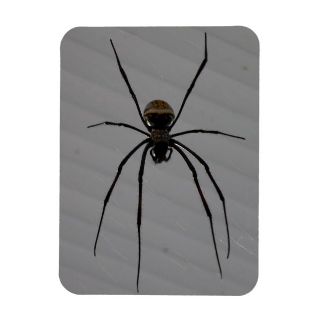 Spider 3"x4" Magnet (Vertical)