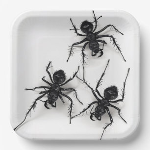 Spider 4-9 Series Cardboard Plates