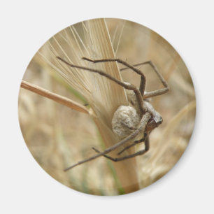 Spider and Egg Sac Magnet