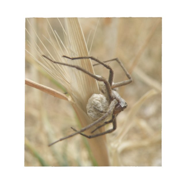 Spider and Egg Sac Notepad (Front)