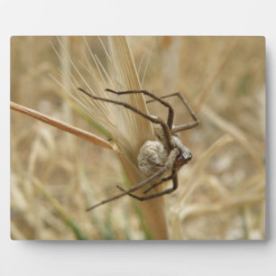 Spider and Egg Sac Plaque