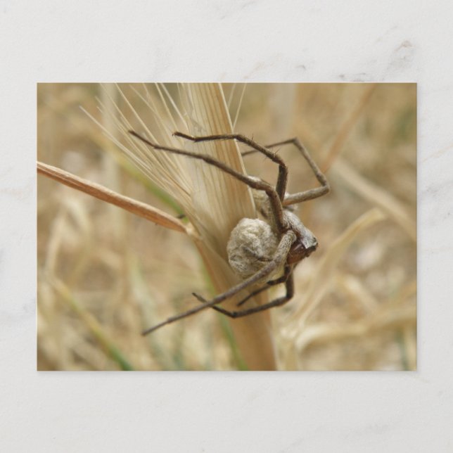 Spider and Egg Sac Postcard (Front)