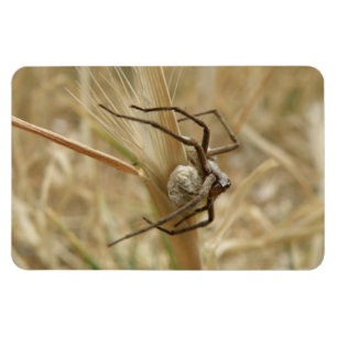Spider and Egg Sac Premium Magnet