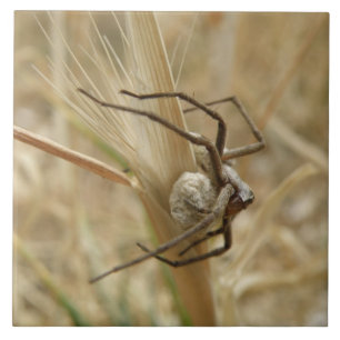 Spider and Egg Sac Tile