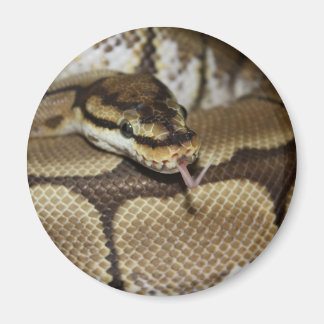 Spider Ball Python Magnet