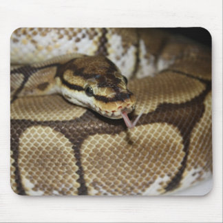 Spider Ball Python Mousepad