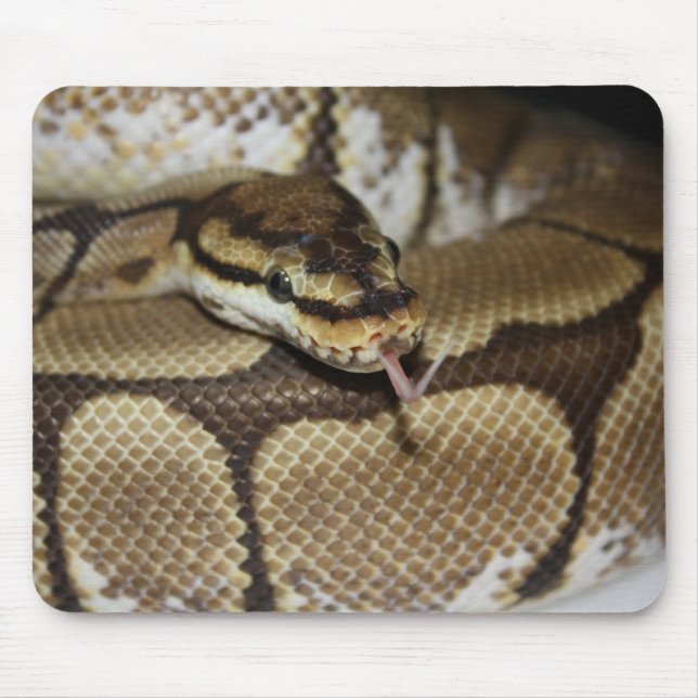 Spider Ball Python Mousepad (Front)