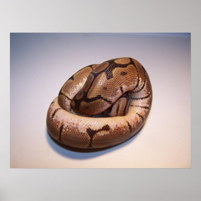 Spider Ball Python Poster (Front)