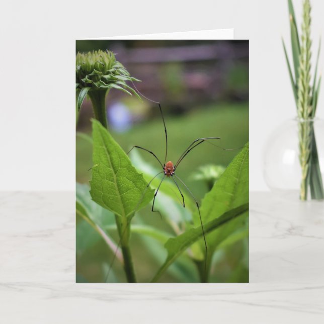 Spider, card (Front)