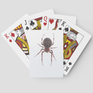 Spider Cards