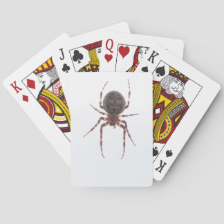 Spider Cards
