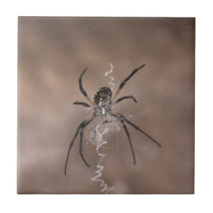Spider Ceramic Tiles