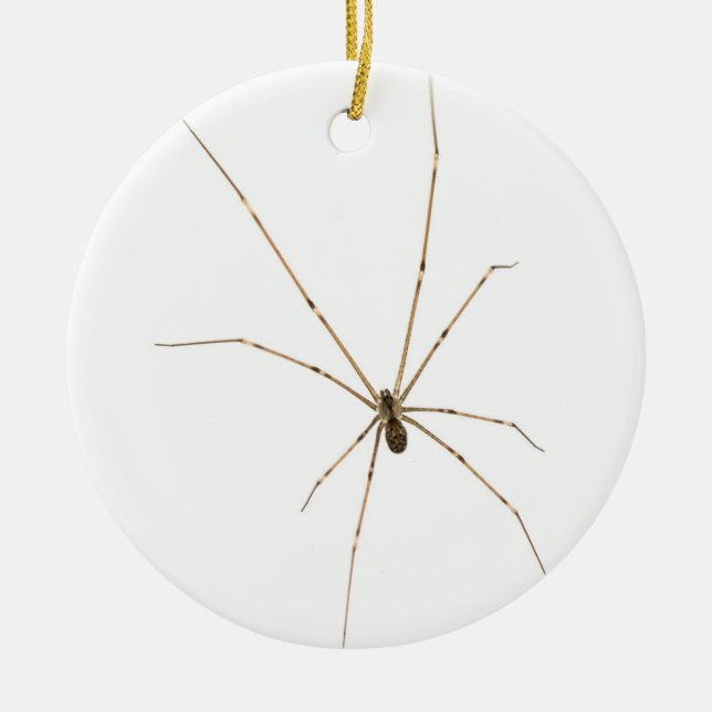Spider Ceramic Tree Decoration (Front)
