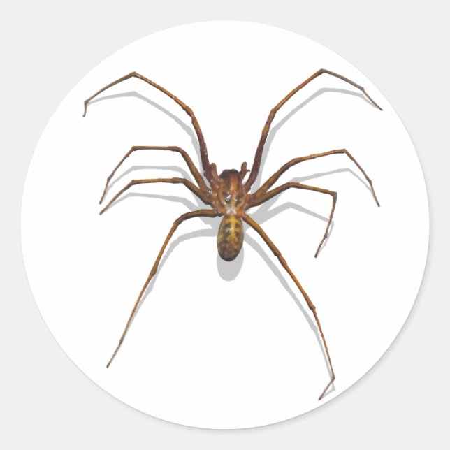 Spider Classic Round Sticker (Front)