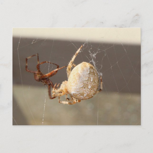 Spider Close Up Postcard (Front)