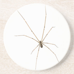 Spider Coaster