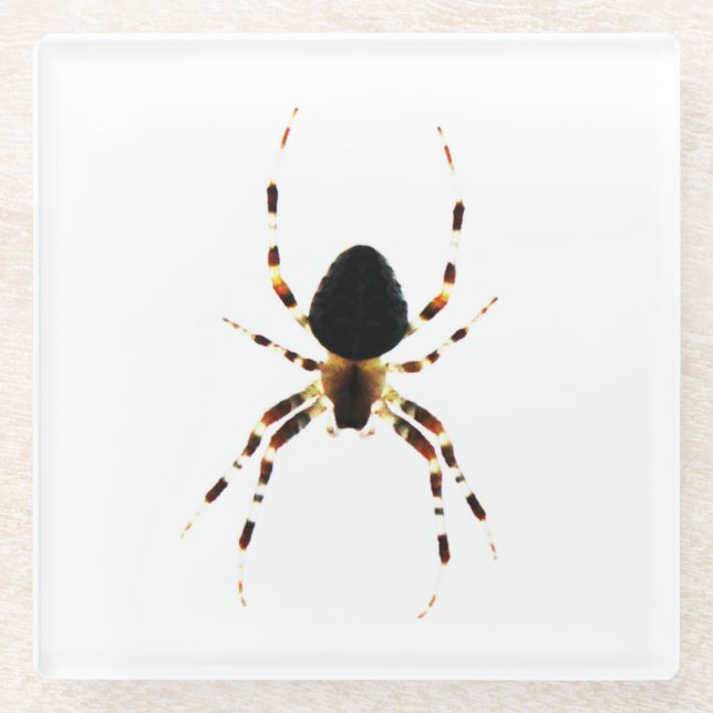 Spider coastercna glass coaster (Front)