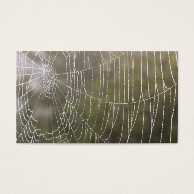Spider Cobweb (Front)