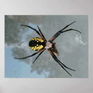 Spider, Common Garden Poster