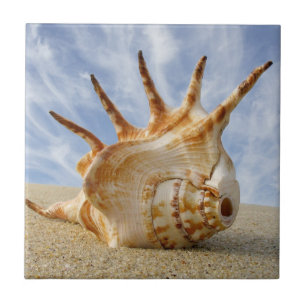 Spider Conch Seashell on a Sandy Beach Tile