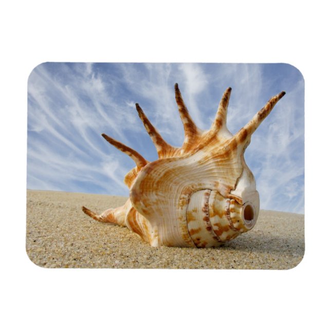 Spider Conch Seashell on Sandy Beach Magnet (Horizontal)