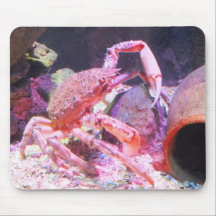 Spider crab animal mouse mat