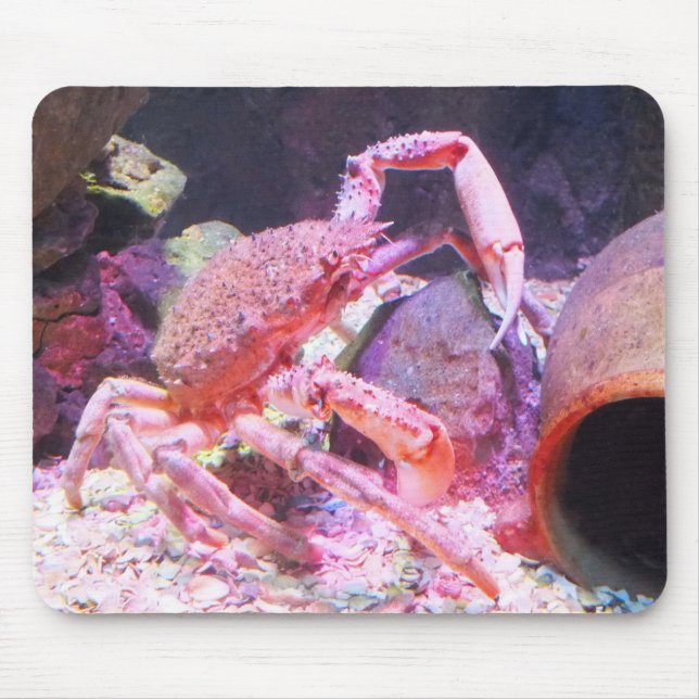 Spider crab animal mouse mat (Front)