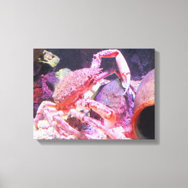 Spider crab canvas print (Front)