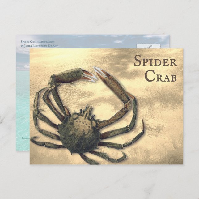 Spider Crab Illustrated Custom All Occasion Postcard (Front/Back)