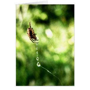 Spider Drops Card