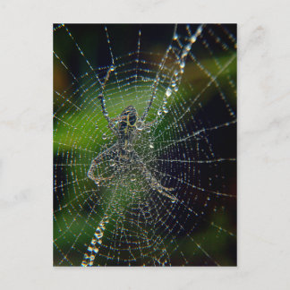 Spider Early Morning Dew Postcard
