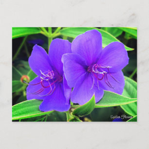 Spider Flower [Postcard] Postcard