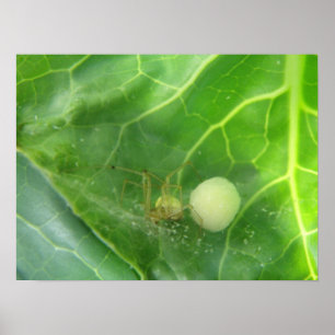 Spider guarding the next generation Print