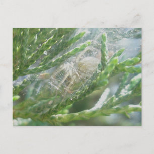 Spider in Retreat Postcard