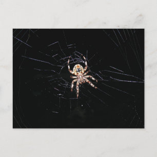 SPIDER IN THE DARK POSTCARD