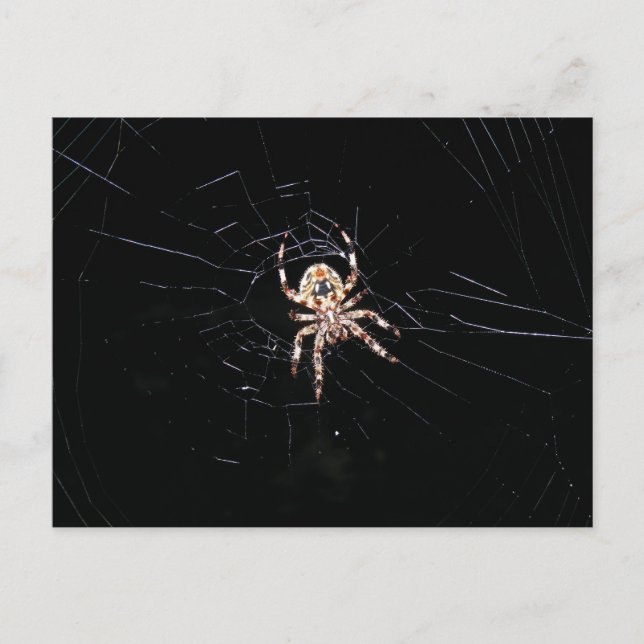 SPIDER IN THE DARK POSTCARD (Front)