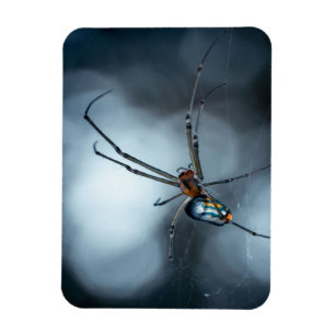 Spider Lovers Beauty Spider With Webs Magnet