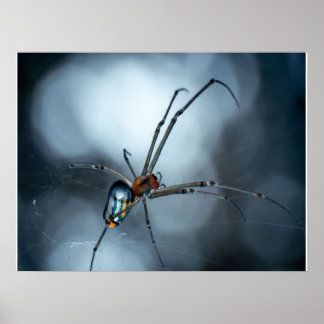 Spider Lovers | Beauty Spider With Webs Poster