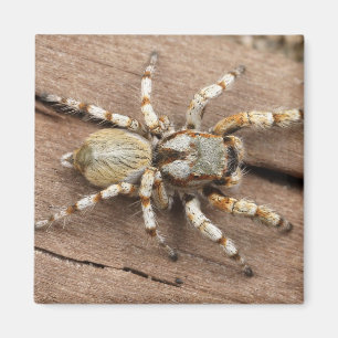 Spider Magnet