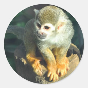 Spider Monkey Classic Round Sticker