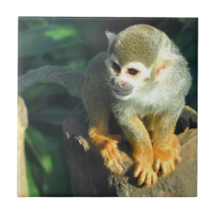 Spider Monkey Tile