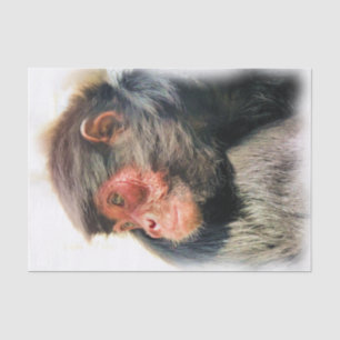 SPIDER MONKEY TISSUE PAPER