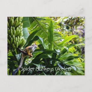 Spider Monkeys (Ateles) Postcard