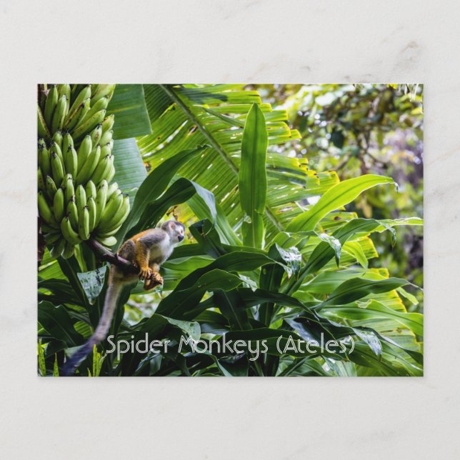 Spider Monkeys (Ateles) Postcard (Front)
