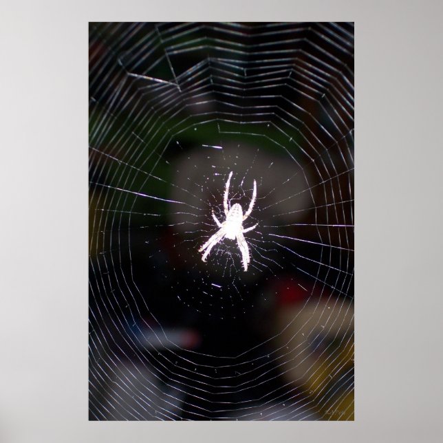 Spider n Web 2 Poster (Front)