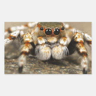 Spider Nature Animals  Wild  insects Rectangular Sticker