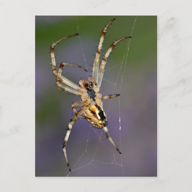 Spider on its cobweb postcard (Front)