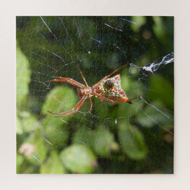 Spider on Web Arachnid Insect Macro Nature Photo Jigsaw Puzzle (Vertical)