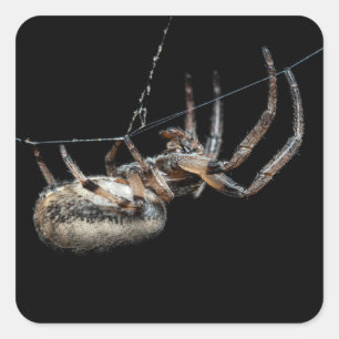 Spider On Web Square Sticker