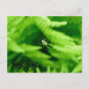 Spider Orb Weaver on Ferns Postcard